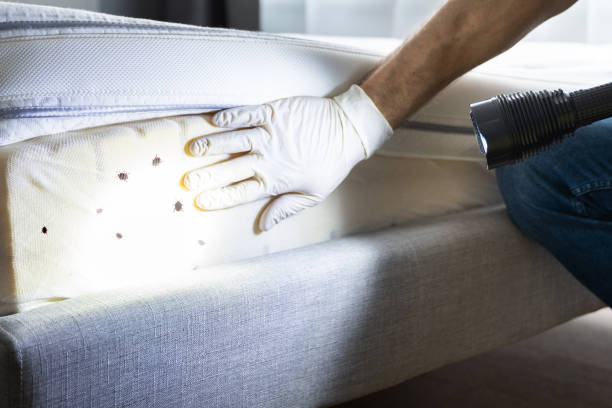Flea Control Services in East Patchogue, NY